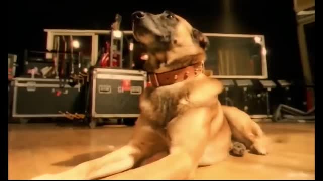 Bryan Adams - Please Forgive Me (Official Music Video)