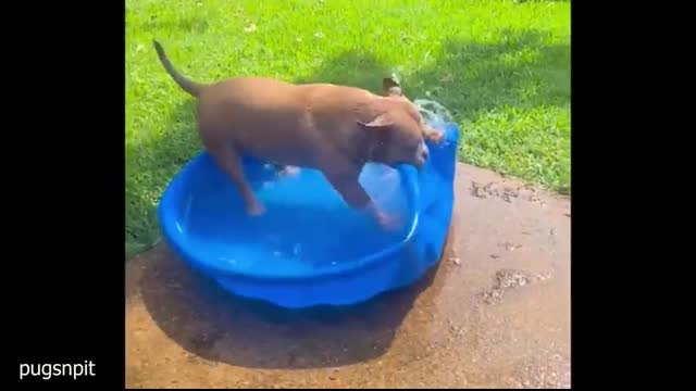 Funniest Animal Videos of 2025 Ever! ?