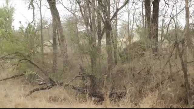 An EPIC SIGHTING! Battle between lions and buffalo ???