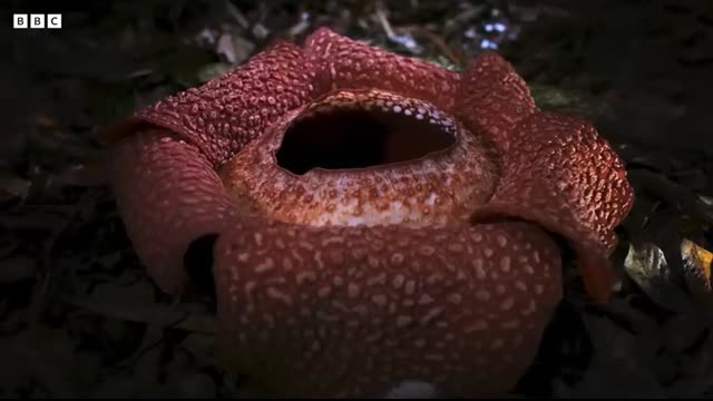 Corpse Flower Stinks of Death I The Green Planet I BBC Earth