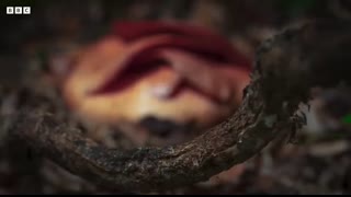 Corpse Flower Stinks of Death I The Green Planet I BBC Earth