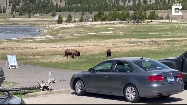 Bear And Bison Fight At Yellowstone National Park