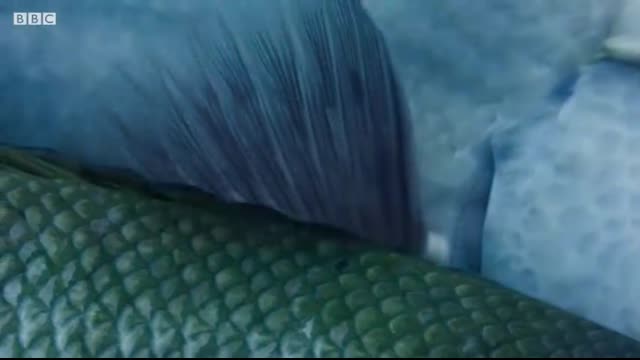 The Sex-Shifting Fish   Blue Planet II   BBC Earth