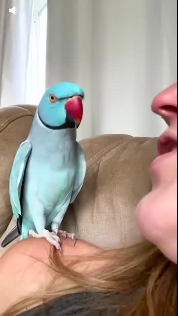 Talking Parrot Interacts Adorably With Owner