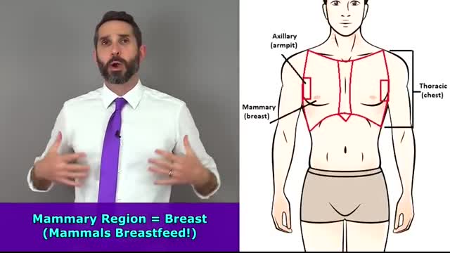 Regional Terms Anatomy - Body Parts Name   Nursing Medical Terminology Made Easy