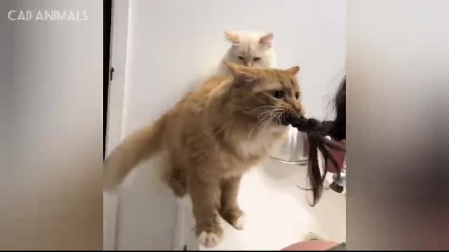 CATS Masters of Chaos and Laughter