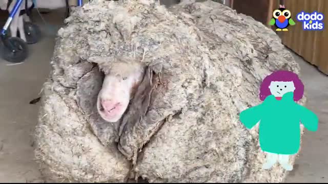 All Better — Watch This Sheep Get 80 POUNDS Of Wool Shaved Off!   All Better   Dodo Kids