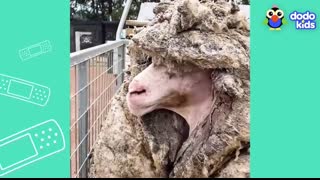 All Better — Watch This Sheep Get 80 POUNDS Of Wool Shaved Off!   All Better   Dodo Kids