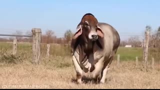 10 Biggest Bulls in the World