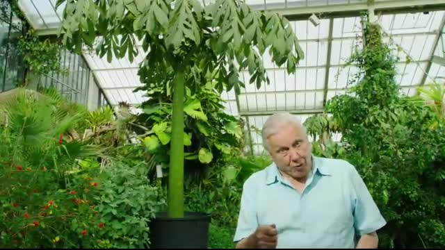 Has David Attenborough Found a RECORD BREAKING Plant!   Nature Bites