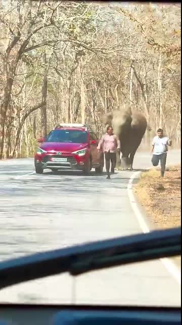 Tourists run for their lives to evade charging elephant