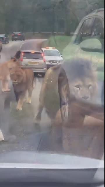 The Most Terrifying Lion Encounter   #lion #wildlife #viralshorts #trendingshorts #shorts