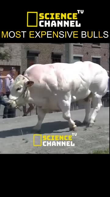 Most Expensive Bulls #shorts #youtubeshorts #bulls #belgiumbull #ketobull #wildlife #animals #facts