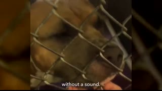 Rescued Pitbull With a Dinosaur Voice Won’t Stop Screaming With Joy