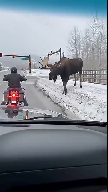The Biker's LAST Mistake ? NEVER Ignore a Bull Moose! ⚠️