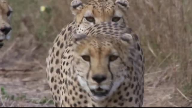 Three Cheetahs Vs Ostrich   Life   BBC Earth