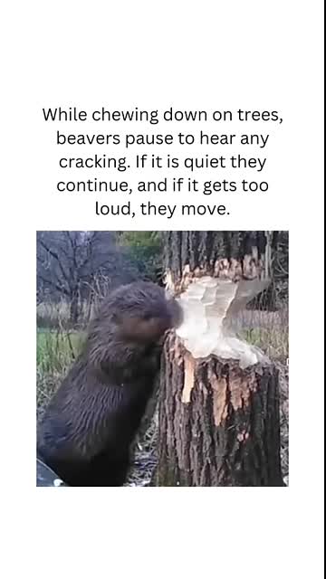 How beavers keep safe from falling trees. #facts #animals #beavers #fyp