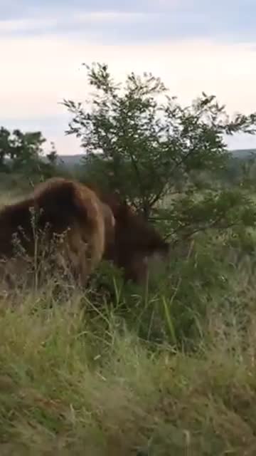 Five lions fighting  in Kruger National Park