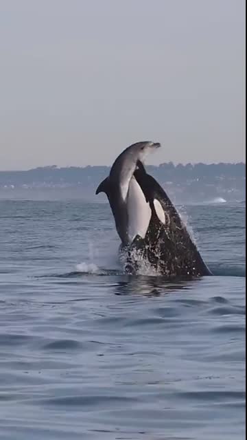 Killer Whales will never be denied! Amazing clip from Gone Whale Watching in San Diego! #orca