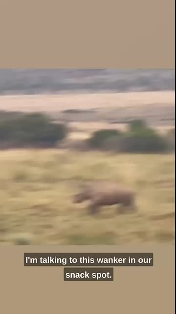 Baby Rhino vs Wildebeest! Ozzy Man Quickies