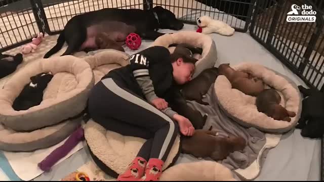 Mother Dog Reunited With Her Puppies All Grown Up   The Dodo Reunited