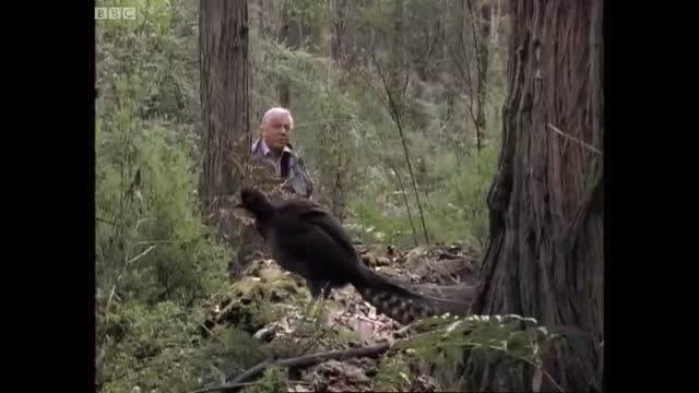 Attenborough the amazing Lyre Bird sings like a chainsaw! Now in high quality   BBC Earth