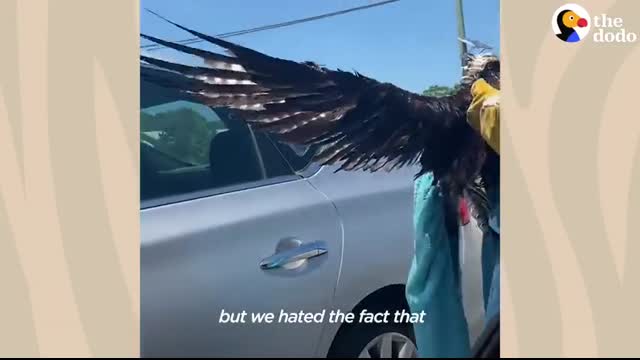 People Rescue A Mama Osprey After She Gets Attacked   The Dodo Wild Hearts