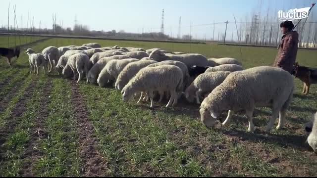 How a Poor Chinese Farmer Built Genius Invention to Move His Sheep