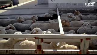 How a Poor Chinese Farmer Built Genius Invention to Move His Sheep