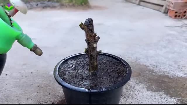 How To Grow A Mini Mango Tree At Home   How to grow mango