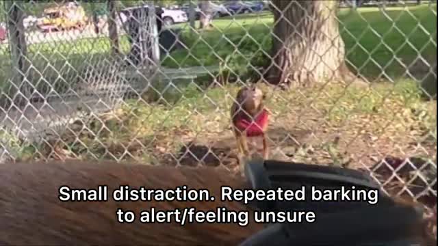 Belgian Malinois Corrects American⧸English Bulldog At The Lake