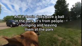 Belgian Malinois Corrects American⧸English Bulldog At The Lake
