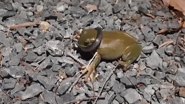 20 Times Snakes Messed With The Wrong Opponent