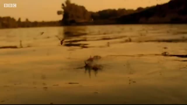 Unbelievable Bird Behaviours   BBC Earth