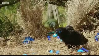 Unbelievable Bird Behaviours   BBC Earth