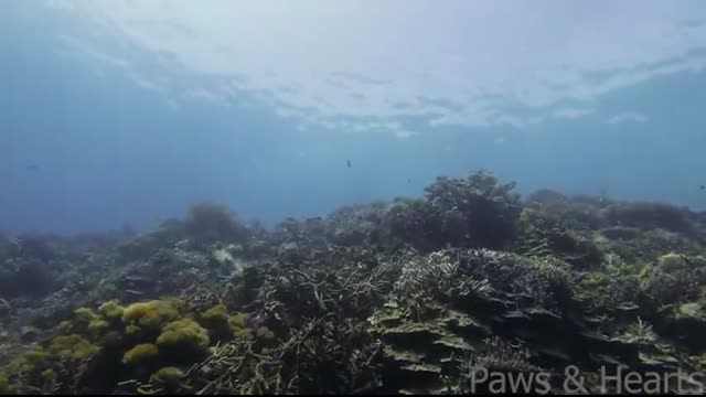Whale's Body Was Covered in Thousands of Barnacles. What the Diver Did Next Left Everyone Speechless