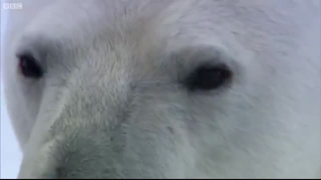 Top 5 Silliest Animal Moments!   BBC Earth