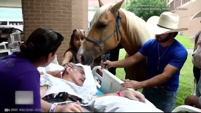 Animals Reunited With Owner After Years !