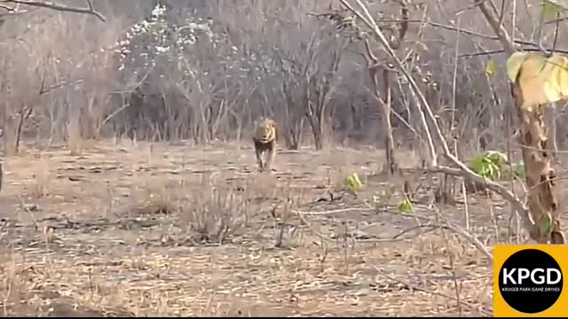Lion Charge Tourists on Walking Safari in Kruger National Park.