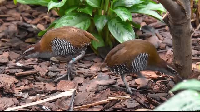 They're Dropping Millions of Mice Into the Everglades — And It's for the Pythons