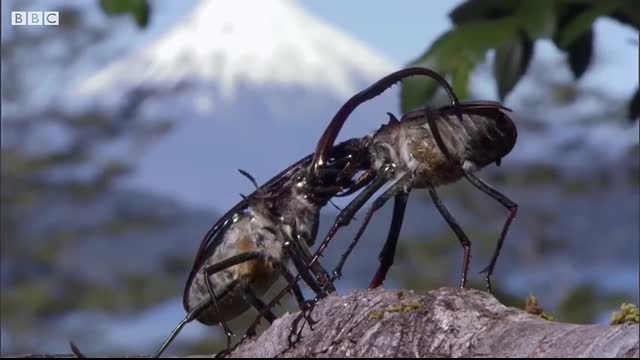 Stag Beetle Throws Girlfriend Out Of Tree   Life   BBC Earth