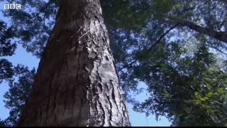 Stag Beetle Throws Girlfriend Out Of Tree   Life   BBC Earth