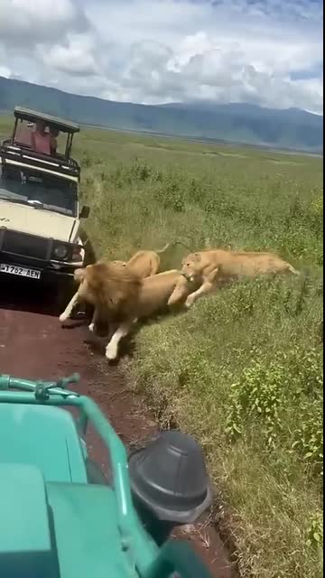 Family issues between Lions at Ngorongoro Crater.