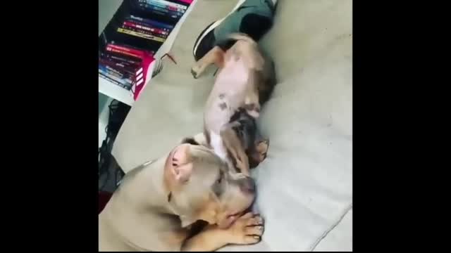 Funniest American Bully Videos   Cutest Bullies Ever