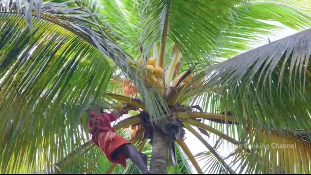 NATURAL JUICE   Red Tender Coconut Sarbath   Healthy Juice Making in Village   Summer Health Drinks