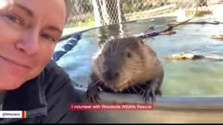 Rescue beaver builds dam with stuffed toys