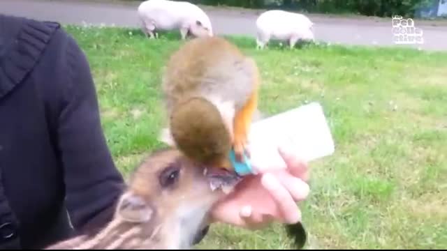 The FUNNIEST Farm Animals ? ??