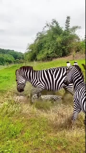 Wildebeest tramples leopards, wild animals at close range, animal fighting power competition