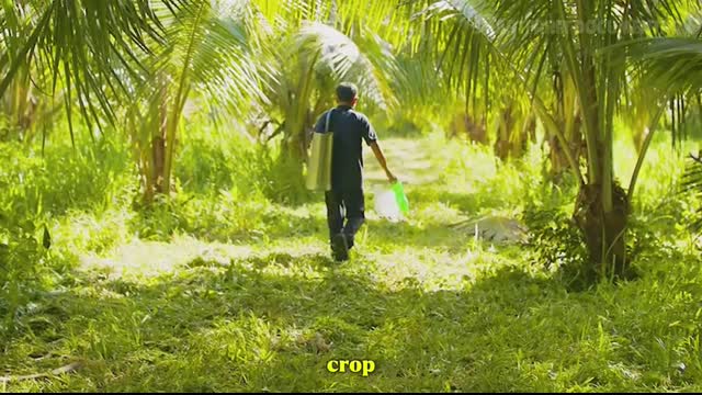 How Thai Farmers Harvest Millions of Coconuts for Street Food Markets