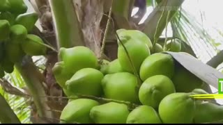 How Thai Farmers Harvest Millions of Coconuts for Street Food Markets
